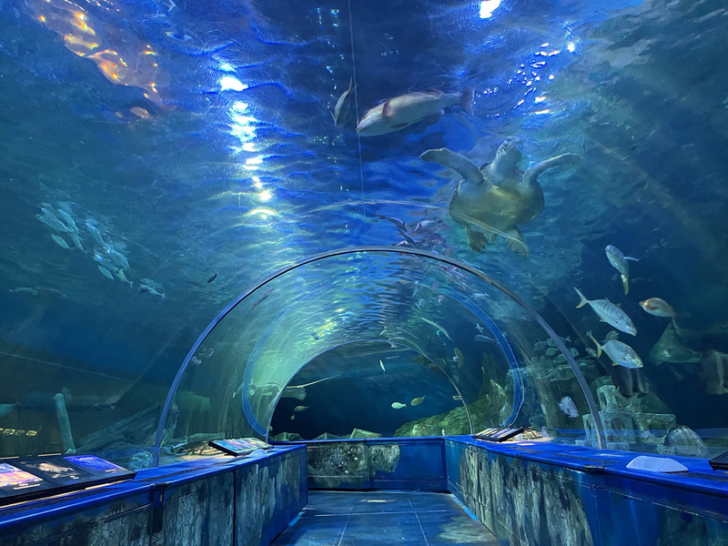 【30代中盤〜40代中心】しながわ水族館&近くのお店でランチ