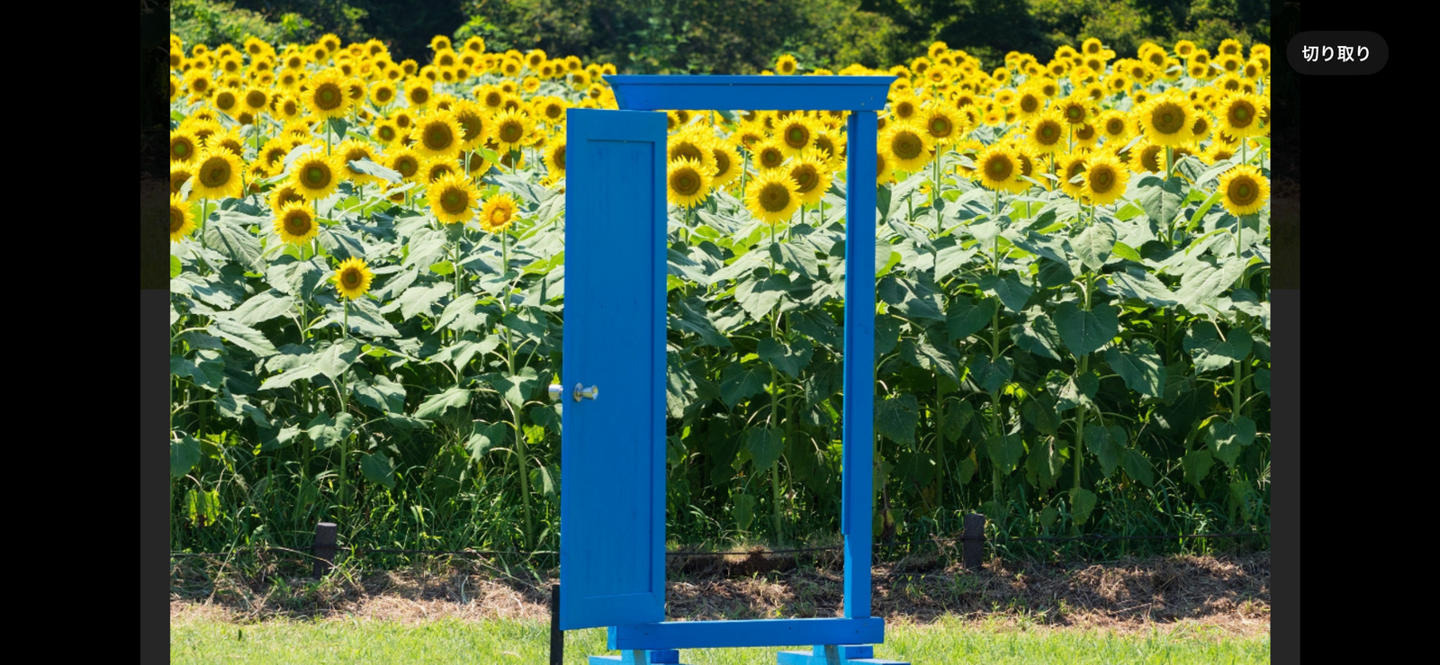 🌻昭和記念公園🌻満開のひまわり畑ウォーク🚶！写真好き必見・夏限定イベント