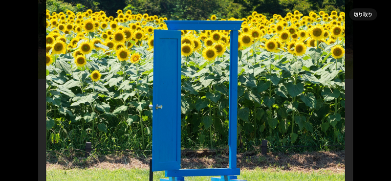 🌻昭和記念公園🌻満開のひまわり畑ウォーク🚶！写真好き必見・夏限定イベント