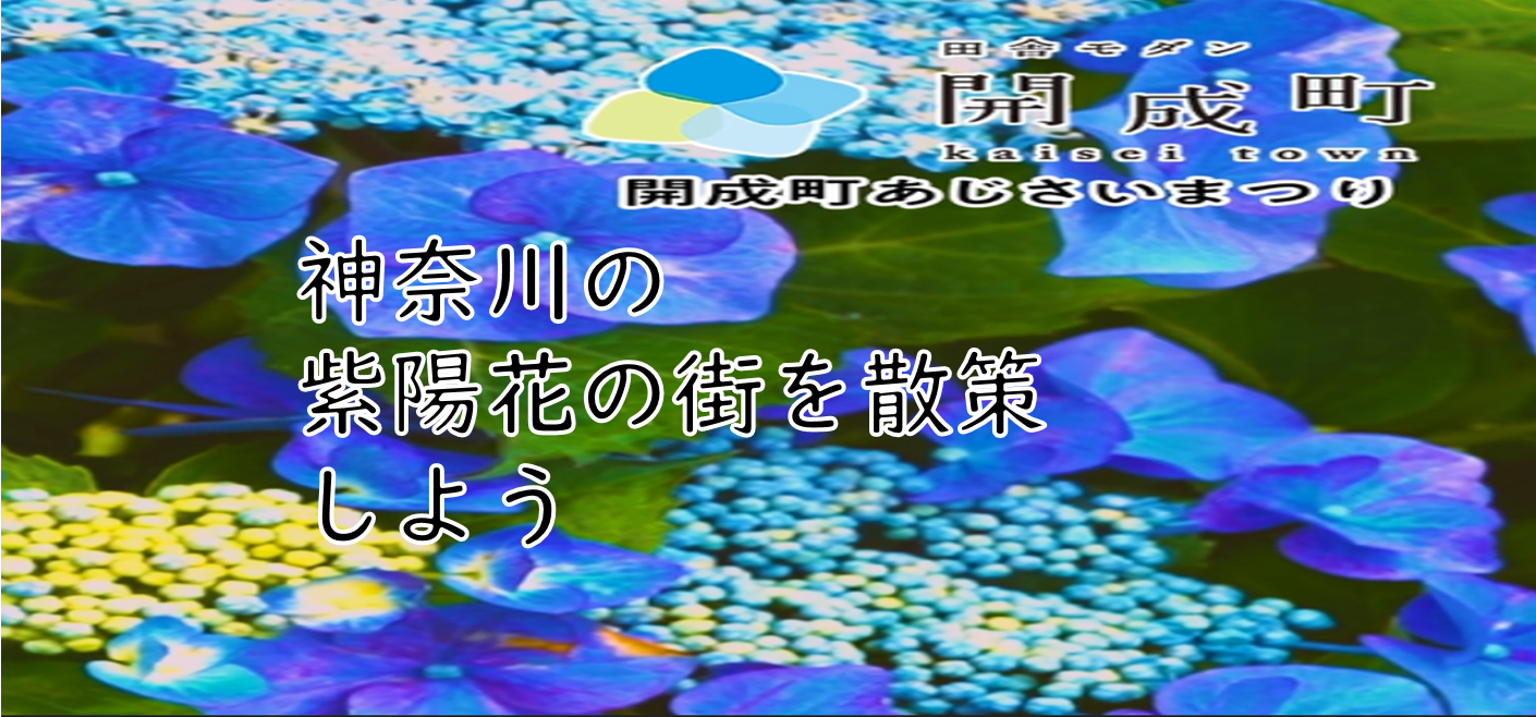 【この時期だけのあじさい祭り】「神奈川のあじさいの街」開成町へ行こう（説明・解説有り）
