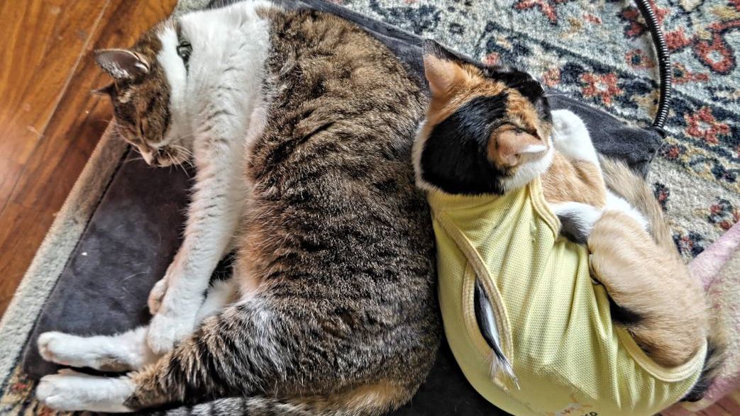猫と触れあって癒されましょう❣️猫カフェ会😻😻