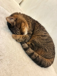 猫と触れあって癒されましょう❣️猫カフェ会😻😻