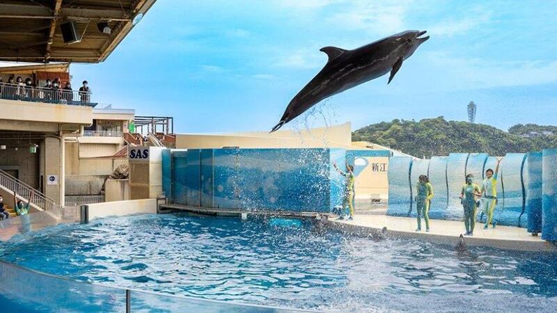 【今月の撮影企画📸】江ノ島水族館に写真を撮りに行こう🐠📸