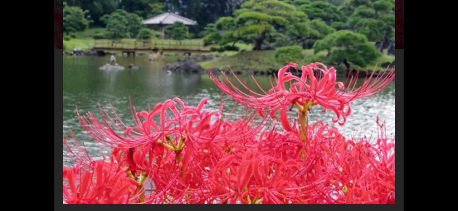 🌸📷カメラお持ちの方新橋の浜離宮庭園ヘ行こう💐