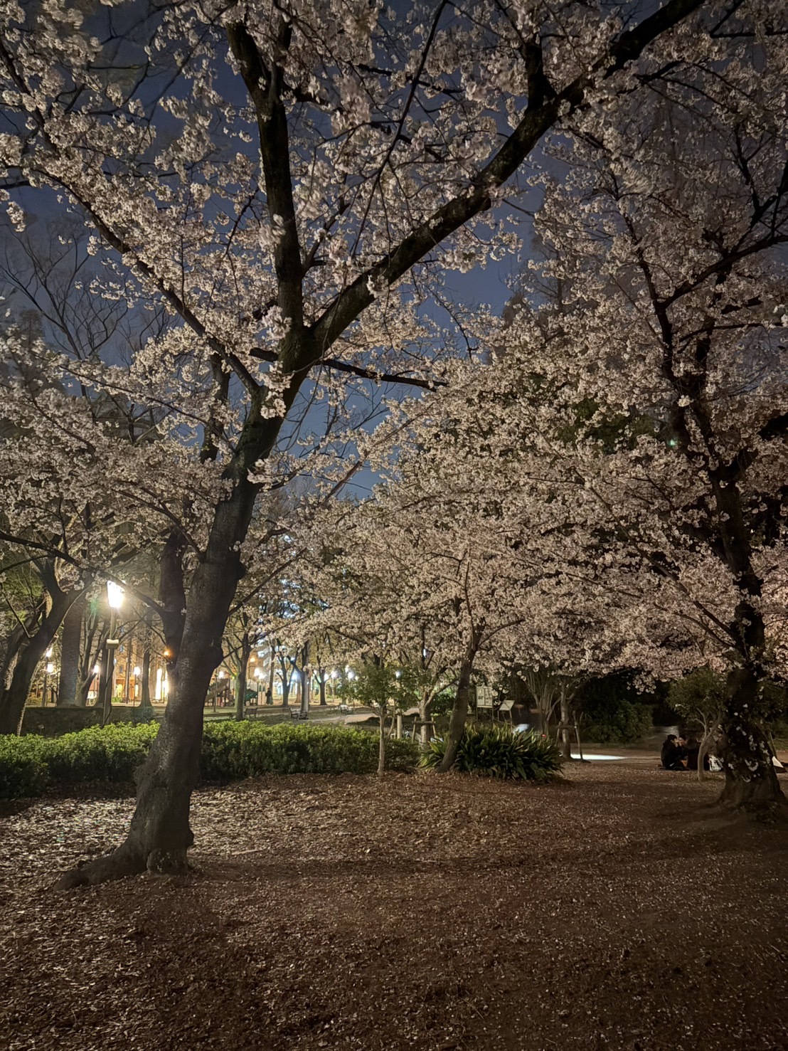 🌟夜遊び健康ウォーキング✨7/7