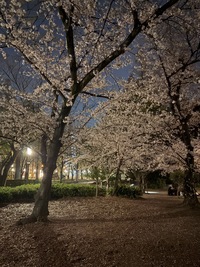 🌟夜遊び健康ウォーキング✨7/7