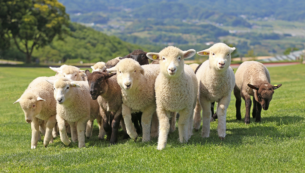 🈵満席　千葉県🥜ドライブがてらマザー牧場に行こう🐐🐄20代限定！男女問わずご参加下さい！