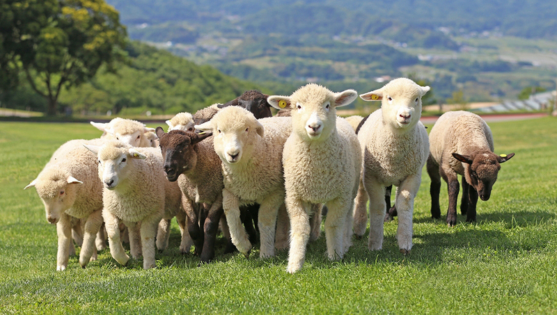 🈵満席　千葉県🥜ドライブがてらマザー牧場に行こう🐐🐄20代限定！男女問わずご参加下さい！