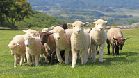 🈵満席　千葉県🥜ドライブがてらマザー牧場に行こう🐐🐄20代限定！男女問わずご参加下さい！