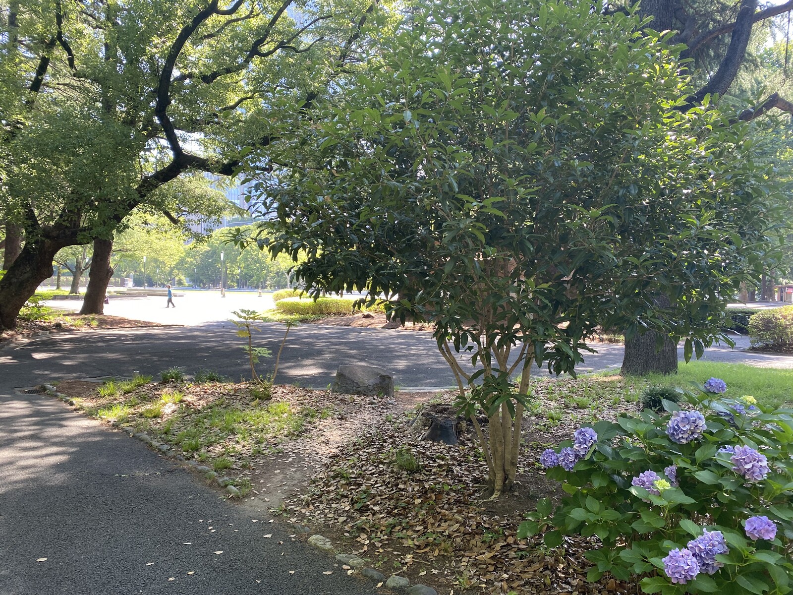 🚶🏻【日比谷公園】朝さんぽ と カフェトーク