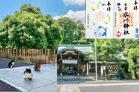 【限定の猫御朱印を頂こう！】 7/13 9時半 白金氷川神社！【境内の猫たちに会おう！】