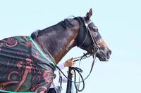 7/20(日)函館競馬場で初夏の爽快レース体験＆交流会！現役競馬関係者のパドック講座・予想大会も！途中参加＆退席も👌