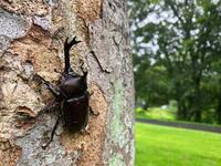【昆虫採集】カブトムシの楽園へ行こう！