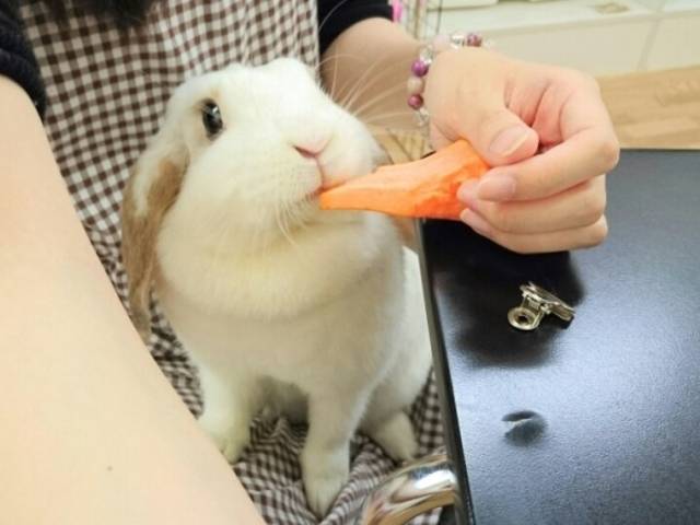 【女性主催20代30代限定】うさカフェに行こう🎈🎀🌹