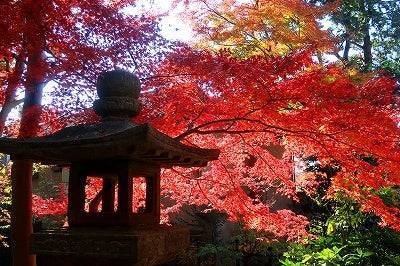 【20代30代限定】庭園&紅葉を見に行こう〜🌺🌺