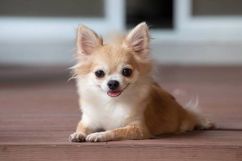 【女性主催20代30代限定】大人気の犬カフェに行こう🍎🍎