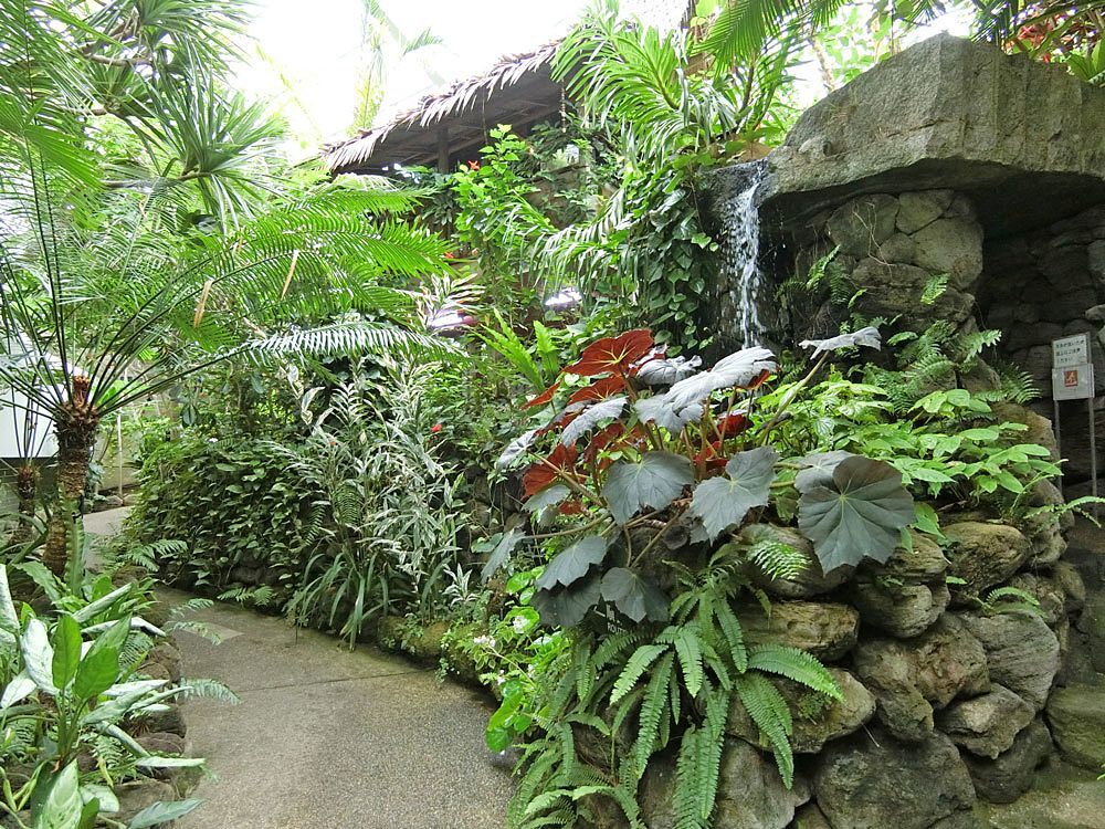 【30代中盤〜40代中心】高島平の熱帯植物館見学&ランチ