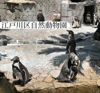 【20代主催】都内で唯一の無料動物園🐘と東京3大タワーの一つ🗼を巡る旅🚶
