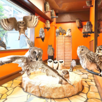 🦜🦉【女性主催】29歳以下限定・インコやフクロウがいる鳥カフェ癒しのひととき☕返信できる方限定