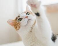 【20代30代限定】大人気の猫カフェに行こう🦊🦊🦊