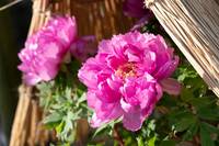 【20代30代限定】冬のぼたん祭りに行こう🐽🐽🐽