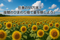 圧巻の55万本！座間のひまわり畑で夏を感じよう。