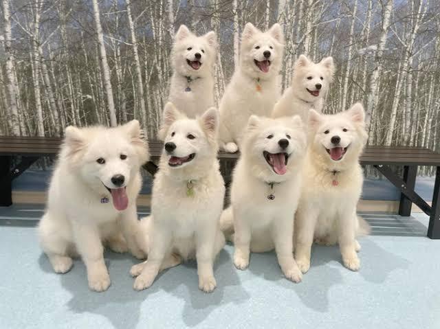 【早割中】かわいいサモエドに会いに行こう🐕🐕