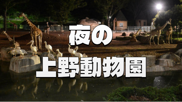 ＜期間限定夜間公開＞夜の上野動物園にいってみませんか？