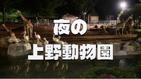 ＜期間限定夜間公開＞夜の上野動物園にいってみませんか？（人数が多いと団体割引になります！）