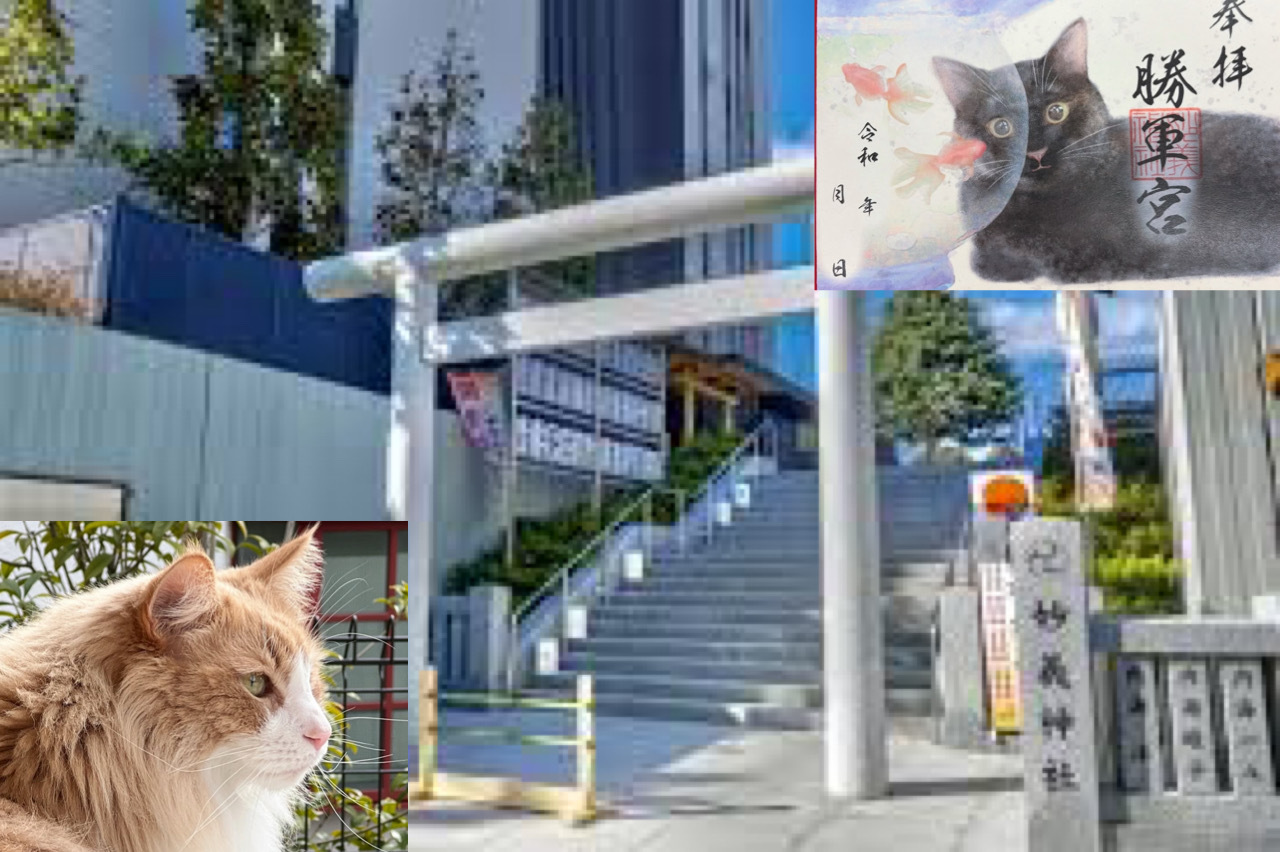 女性のみ一枠募集！【見開き猫御朱印を手に入れよう！】8/9 10時半　駒込　妙義神社【境内の猫に会おう！】