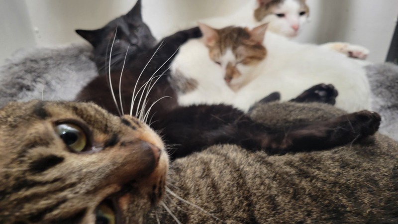猫と触れあって癒されましょう❣️猫カフェ会😻😻