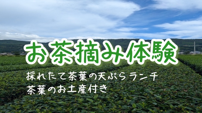 【第3回 お茶摘み体験に行ってみよう！お土産&ランチ付き】