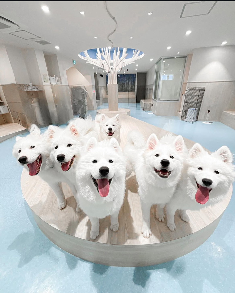 犬カフェ一緒に行きませんか🥺🐾