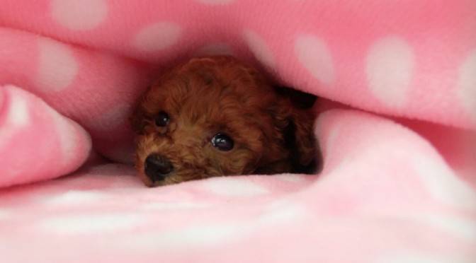 【女性主催20代30代限定】犬カフェに行こう🐷🌺🌸