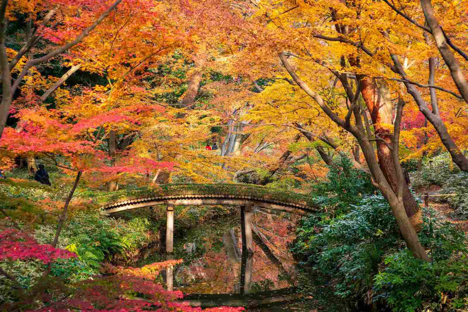 【30代中盤〜40代中心】六義園紅葉鑑賞散歩&ビストロランチ