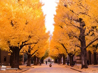 【30代中盤〜40代中心】東大本郷キャンパス散歩&中央食堂でランチ