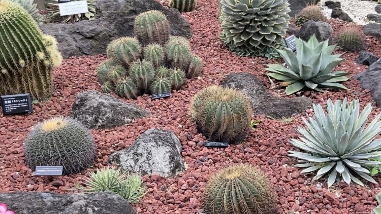 8/30（土）植物園in長居公園🌱