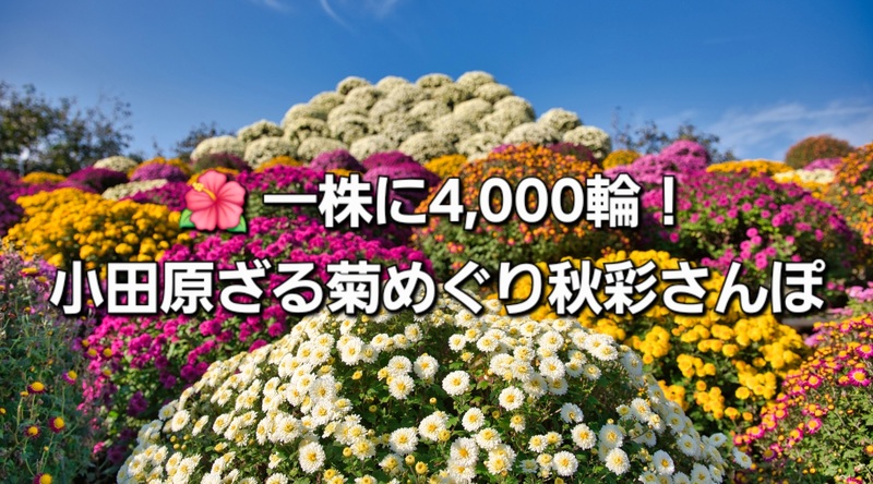 🌺 一株に4,000輪！小田原ざる菊めぐり｜秋彩さんぽ