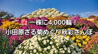 🌺 一株に4,000輪！小田原ざる菊めぐり｜秋彩さんぽ