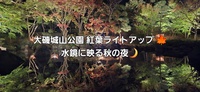 大磯城山公園 紅葉ライトアップ 🍁 水鏡に映る秋の夜🌙