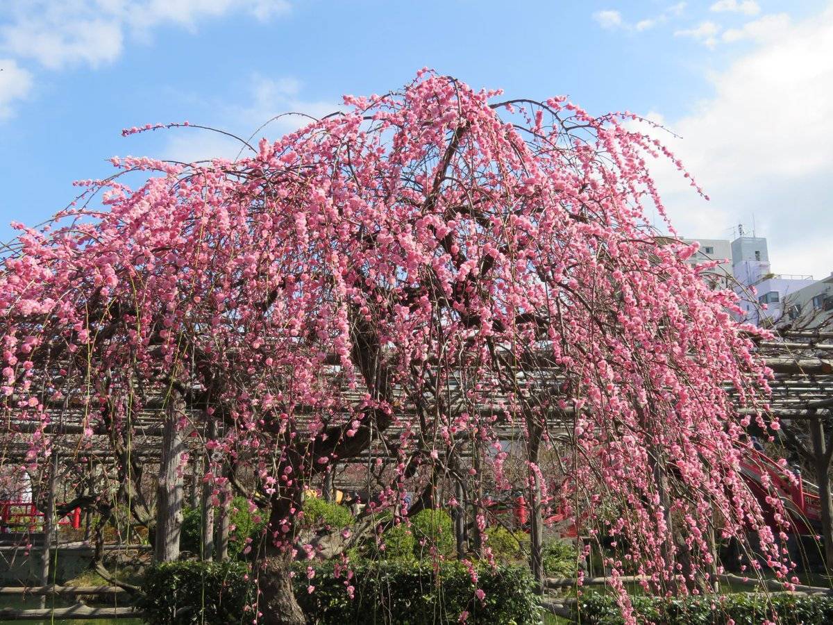 【20代30代限定】50種の梅を見に行こう🌺🌺