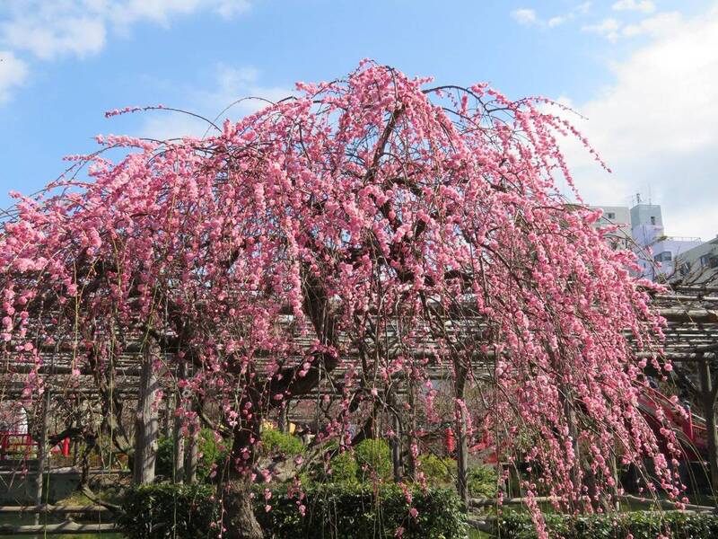 【20代30代限定】50種の梅を見に行こう🌺🌺