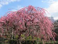 【20代30代限定】50種の梅を見に行こう🌺🌺