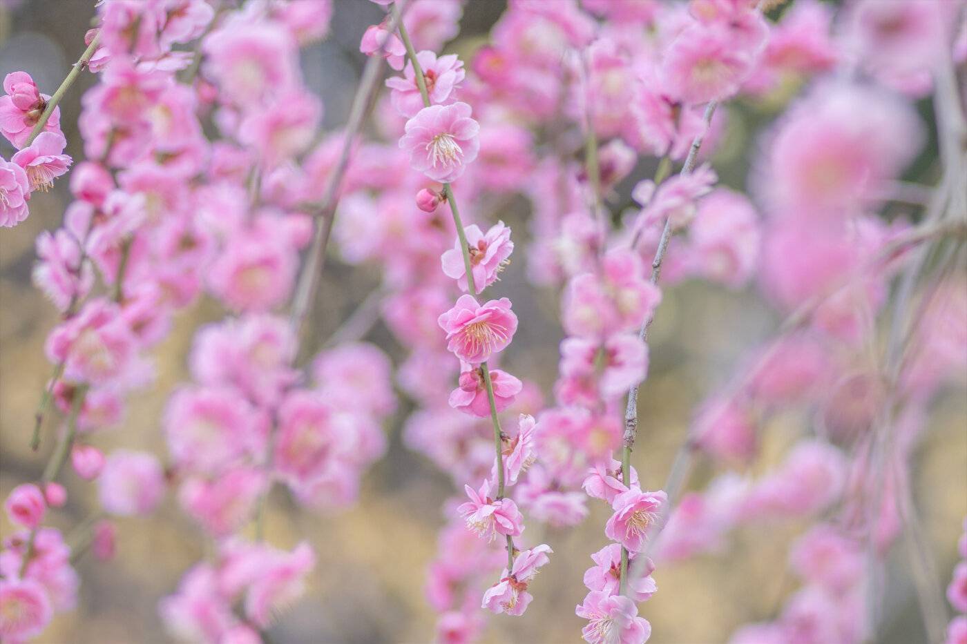 【20代30代限定】650本の梅が見られる！？梅まつりに行こう🌸🌸