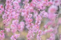 【20代30代限定】650本の梅が見られる！？梅まつりに行こう🌸🌸