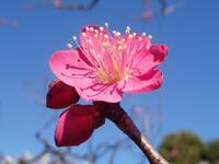 【20代30代限定】梅を見に行こう！つつじも咲いてるかも〜🎀🎀