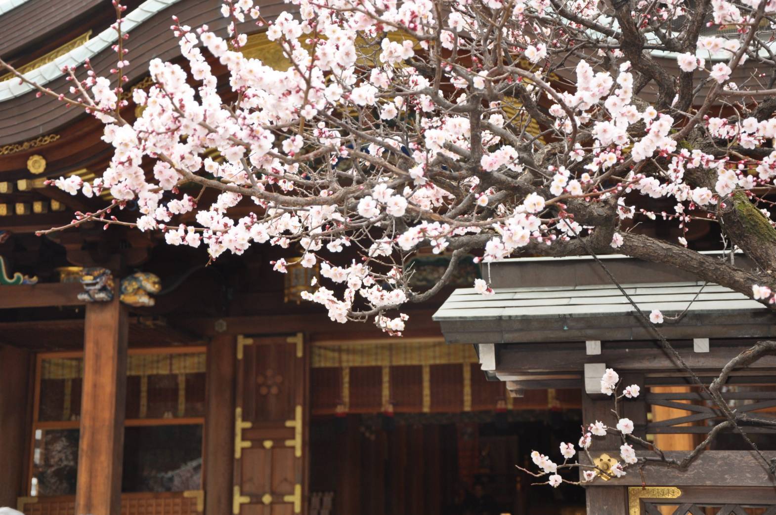 【女性主催】文京梅まつりに行こう！20代30代限定イベントとなります🧇🥐🥯