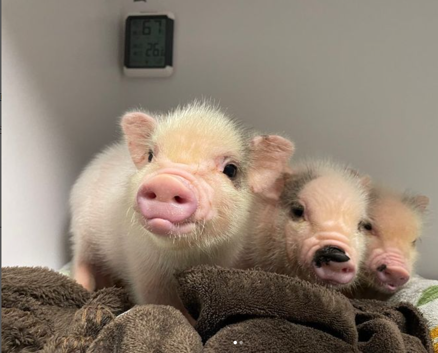 【早割中】珍しい動物カフェ！？子豚カフェに癒されに行こう🐽