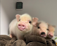 【早割中】珍しい動物カフェ！？子豚カフェに癒されに行こう🐽