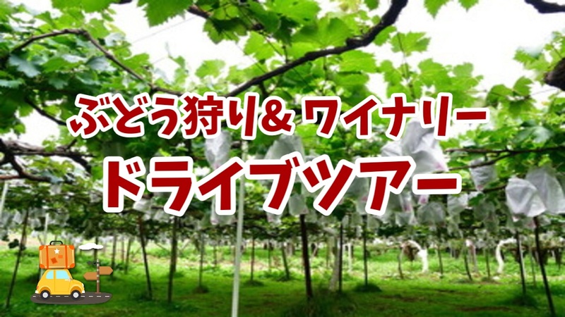 【旬を味わおう！ぶどう狩りとワイナリー巡り★ドライブツアー】